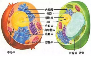 δ-21.jpg
